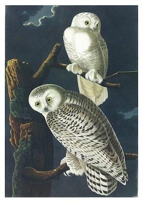 Birds Snowy Owl Small - A3 Posters