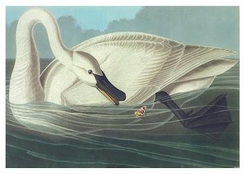 Birds Trumpeter Swan Small - A3 Posters