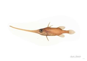 Fish Slcocks Spikefish Small - A3 Posters