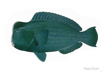 Fish Bumphead Parrotfish Small - A3 Posters