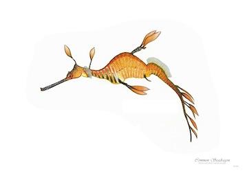 Fish Common Seadragon Small - A3 Posters