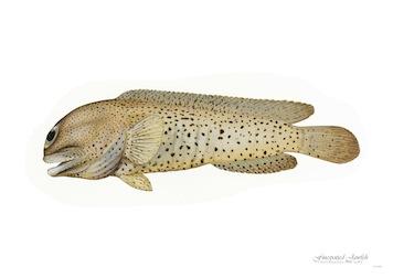 Fish Finespotted Jawfish Small - A3 Posters