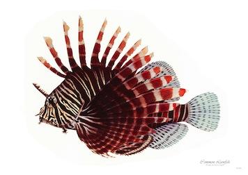Fish Common Lion Fish Small - A3 Posters