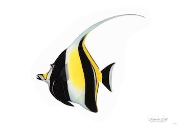 Fish Moorish Idol (B&W&Yellow) Small - A3 Posters