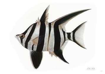 Fish Old Wife (B&W Stripes) Small - A3 Posters