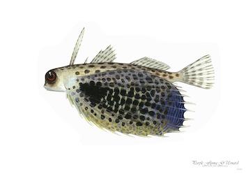 Fish Purple Flying Gurnard Small - A3 Posters