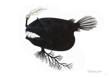 Fish Thickbranch Angler Small - A3 Posters