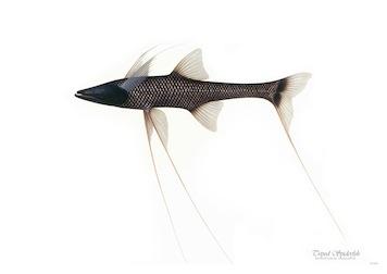 Fish Tripod Spiderfish Small - A3 Posters