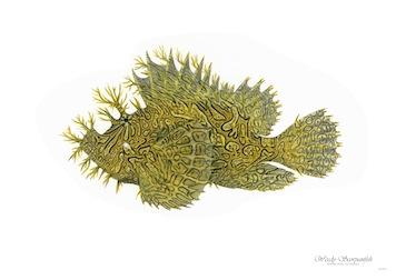 Fish Weedy Scorpianfish Small - A3 Posters