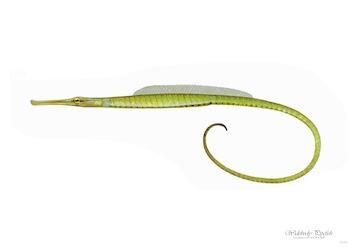 Fish Widebody Pipefish Small - A3 Posters