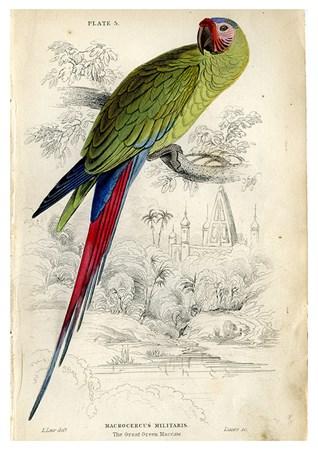 Birds - The Great Green Macaw Small - A3 Posters
