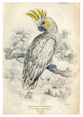 Birds - Lesser Sulphur Crested Cockatoo Small - A3 Posters