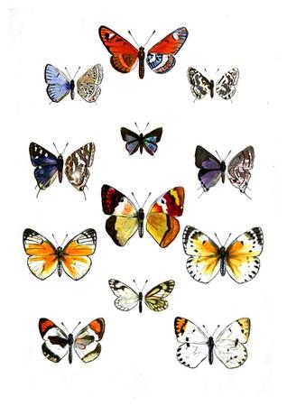 Fauna - Butterflies Small - A3 Posters