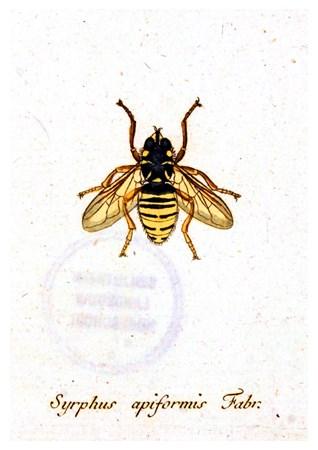 Insects - Syrphus Small - A3 Posters