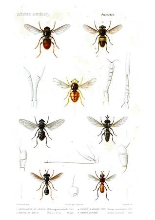 Insects - Regne Animal Small - A3 Posters