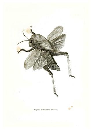 Insects - Gryllus Small - A3 Posters