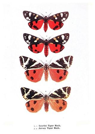 Insects - Butterflies Small - A3 Posters