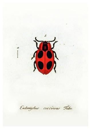 Ladybird Small - A3 Posters