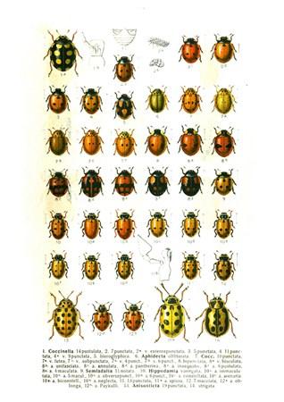 Ladybirds 1 Small - A3 Posters