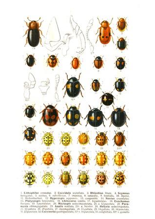 Lady Birds 2 Small - A3 Posters