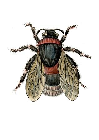 Insects - Bee Small - A3 Posters
