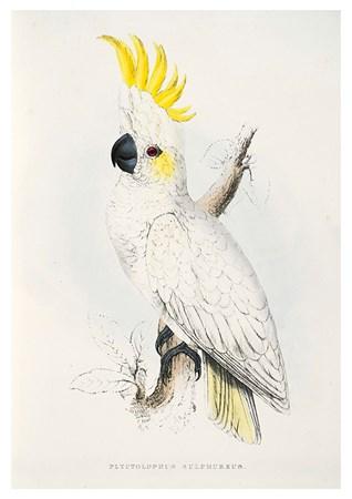 Birds - Cockatoo Small - A3 Posters
