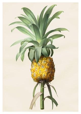 Flora - Pineapple Small - A3 Posters