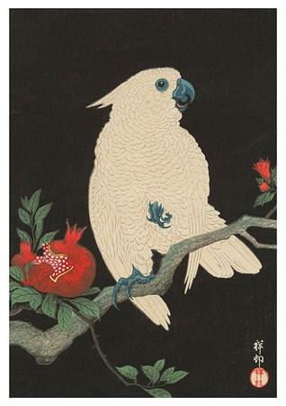 Birds - Cockatoo Small - A3 Posters