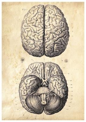 The Brain Small - A3 Posters
