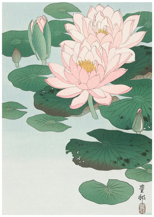 An elegant Water Lily by Ohara Koson features blooming pink lotus flowers surrounded by green lily pads floating on serene water. Two lotus buds are shown, one partially open. The background fades softly, adding tranquility to the scene. Japanese characters are visible in the lower right corner, printed on 250gsm Satin Paper perfect for A3 Posters (A3 504).
