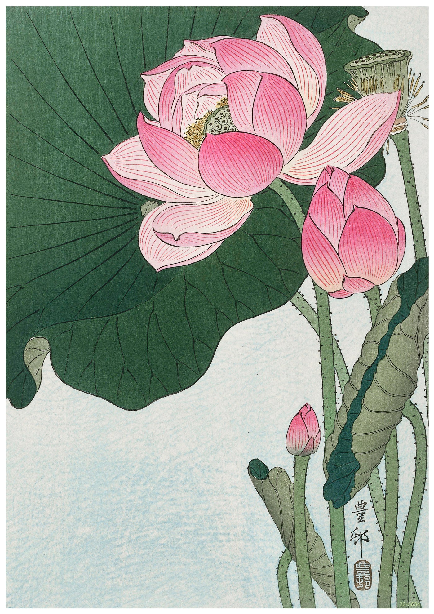 A traditional Japanese art poster titled "Blooming Lotus by Ohara Koson" from the brand A3 506 showcases a vibrant pink lotus in full bloom with green leaves and stems. Several buds are in various stages of blooming, set against a light blue background. Inscribed Japanese characters adorn the bottom right, all printed on high quality 250gsm satin paper.