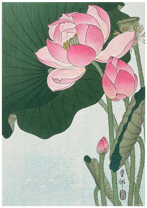 A traditional Japanese art poster titled "Blooming Lotus by Ohara Koson" from the brand A3 506 showcases a vibrant pink lotus in full bloom with green leaves and stems. Several buds are in various stages of blooming, set against a light blue background. Inscribed Japanese characters adorn the bottom right, all printed on high quality 250gsm satin paper.