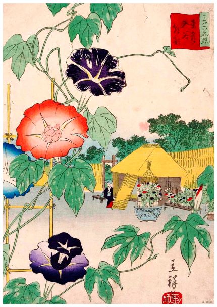 An A3 526 "Morning Glory - Hiroshige" captures morning glories in vibrant red, purple, and blue hues against a pale background. A yellow tent and distant figures are seen below. Green vines with large leaves intertwine around a bamboo trellis. Text in Japanese is in the upper right corner, printed on 250gsm satin paper, sized perfectly for A3 posters.