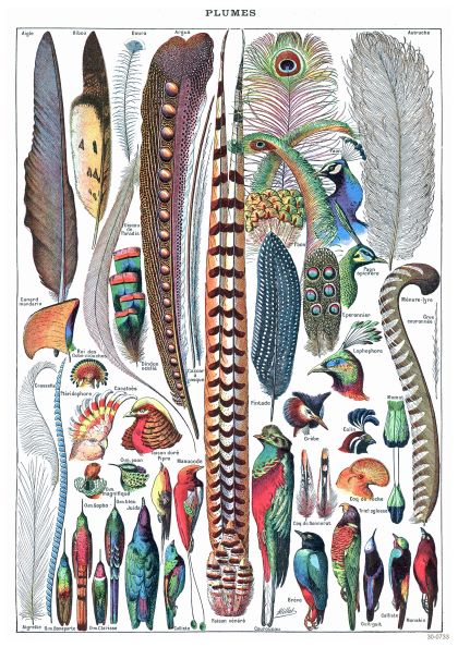 A vintage scientific illustration titled "Types de Plumes" by A3 028 showcasing a variety of bird feathers and birds. This Creature Themed Poster features detailed drawings with numerous feathers of different shapes, sizes, and colors alongside corresponding labeled birds, printed on high quality 250gsm Satin Paper.