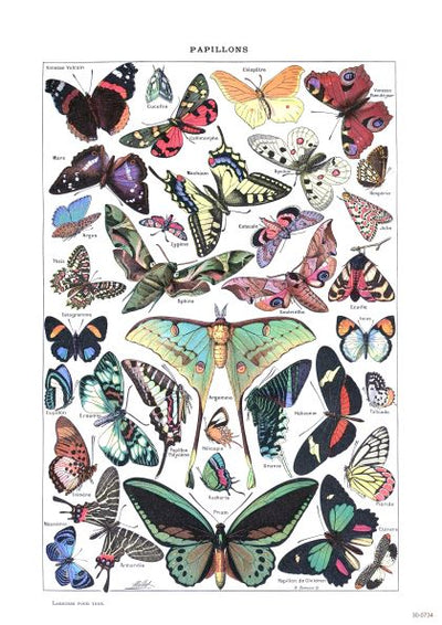 A vintage illustration of various species of butterflies in different colors, sizes, and patterns is printed on high quality 250gsm Satin Paper. Labeled with their scientific names and arranged aesthetically, this beautiful creature themed Papillions by A3 026 showcases the diversity of Lepidoptera.