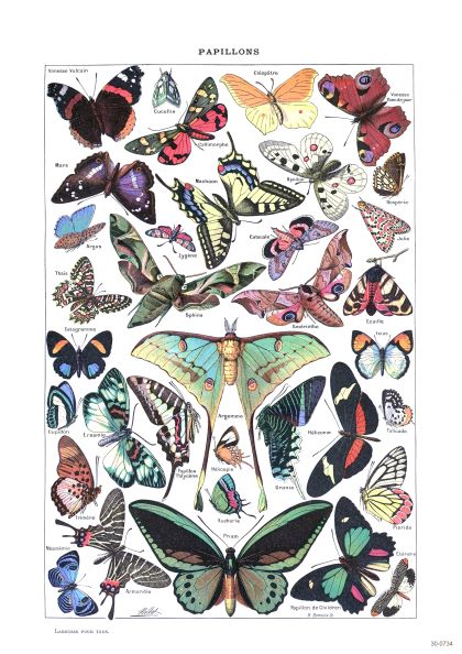 A vintage illustration of various species of butterflies in different colors, sizes, and patterns is printed on high quality 250gsm Satin Paper. Labeled with their scientific names and arranged aesthetically, this beautiful creature themed Papillions by A3 026 showcases the diversity of Lepidoptera.