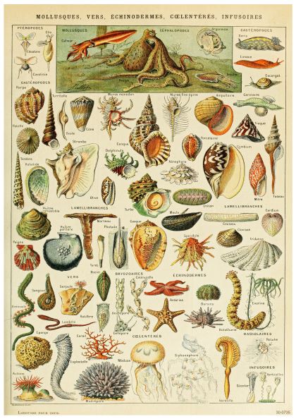 A scientific illustration depicting various sea creatures including mollusks, echinoderms, coelenterates, and infusorians. The detailed, colorful drawings label each species on a beautiful creature-themed poster, showcasing diverse shapes in a vintage educational style. Available as Mollusques Pour Tous by A3 047 on 250gsm satin paper.