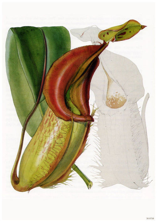 Illustration of a Nepenthes pitcher plant on an A3 007 Nepenthes Close Study, showing a large, curved pitcher with a reddish lid and lip. The green body is speckled with red and has tendrils extending from it, printed on 250gsm satin paper. The background contains a faint, partially sketched outline of the plant.
