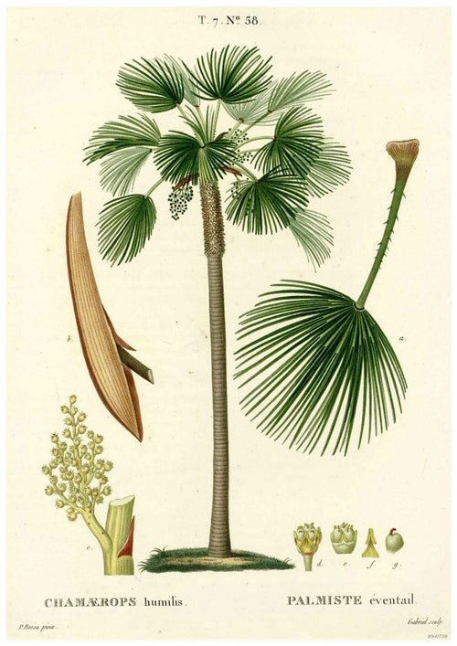 Botanical illustration of a Chamaerops humilis, showing a fan-shaped palm frond, the tree's trunk, flowers, and fruit. Detailed drawings include views of the fruit cross-section and blooming stage, labeled with botanical names. Perfect for a flora-themed poster or A3 014 Botanical Study Palm posters via digital laser printing.