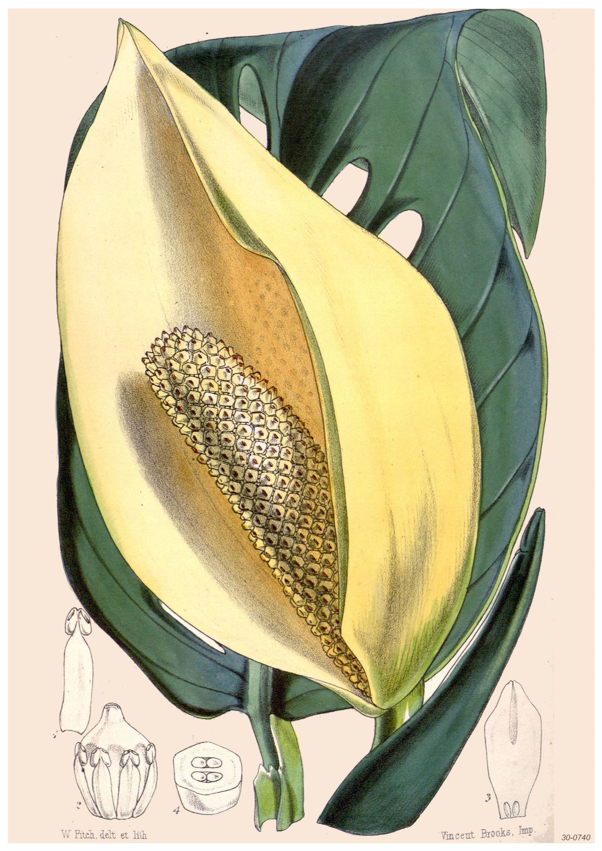 Illustration of a Monstera deliciosa plant showing its characteristic large, perforated green leaves and a flower spathe partially enveloping a spadix. Smaller botanical diagrams of the flower structure are depicted below the main illustration, perfect for beautiful flora themed A3 012 Botanical Study Monstera posters printed on high quality 250gsm satin paper.
