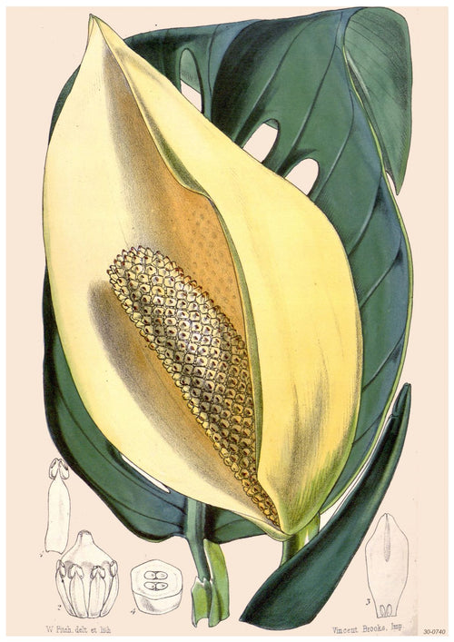 Illustration of a Monstera deliciosa plant showing its characteristic large, perforated green leaves and a flower spathe partially enveloping a spadix. Smaller botanical diagrams of the flower structure are depicted below the main illustration, perfect for beautiful flora themed A3 012 Botanical Study Monstera posters printed on high quality 250gsm satin paper.