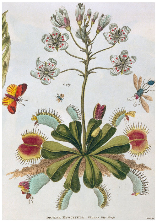 Botanical illustration of Dracontium pertusum, also known as Swiss cheese plant, featured in a Botanical Study Dracontium Pertusum. The plant's multiple green leaves with distinctive perforations and tall stem with white flowers are elegantly rendered. Surrounding the plant are colorful butterflies, a bee, and other insects on 250gsm satin paper in A3 posters by A3 017.