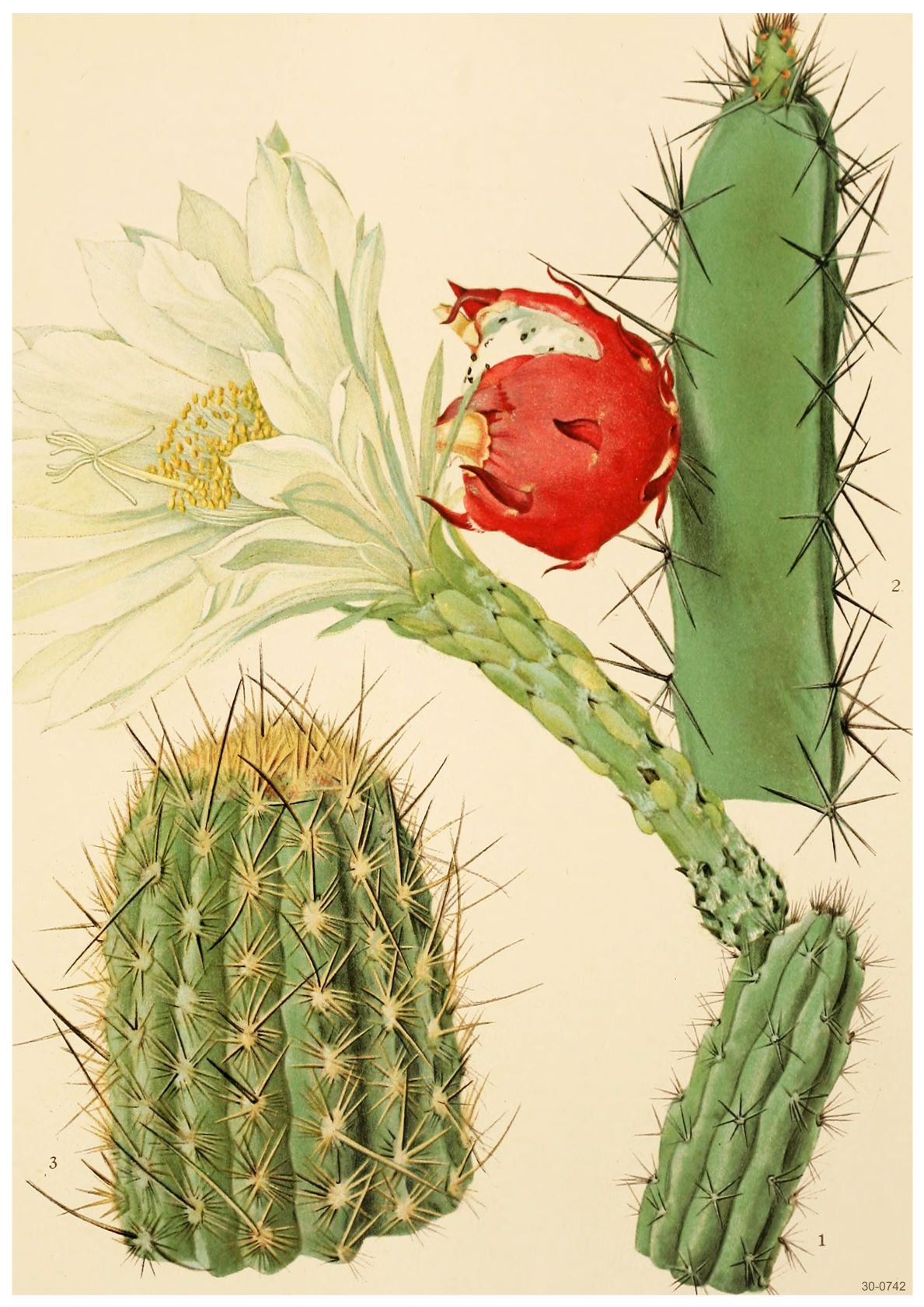 Beautiful flora-themed poster featuring a botanical illustration of three cacti, each uniquely depicted: one with a white flower and red fruit, one tall and slender with spines, and one round with spines. The plants are labeled 1, 2, and 3 against a plain background. The **Botanical Study Cacti** by **A3 003** is printed on premium 250gsm satin paper in A3 size.