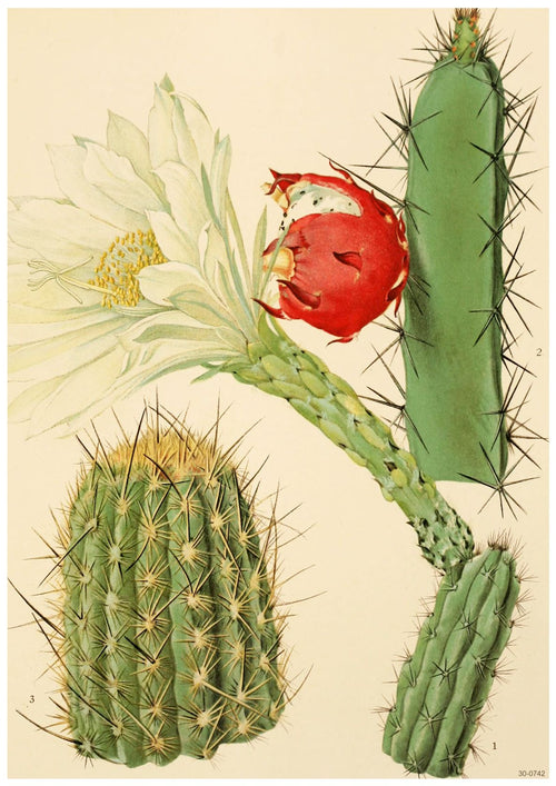 Beautiful flora-themed poster featuring a botanical illustration of three cacti, each uniquely depicted: one with a white flower and red fruit, one tall and slender with spines, and one round with spines. The plants are labeled 1, 2, and 3 against a plain background. The **Botanical Study Cacti** by **A3 003** is printed on premium 250gsm satin paper in A3 size.
