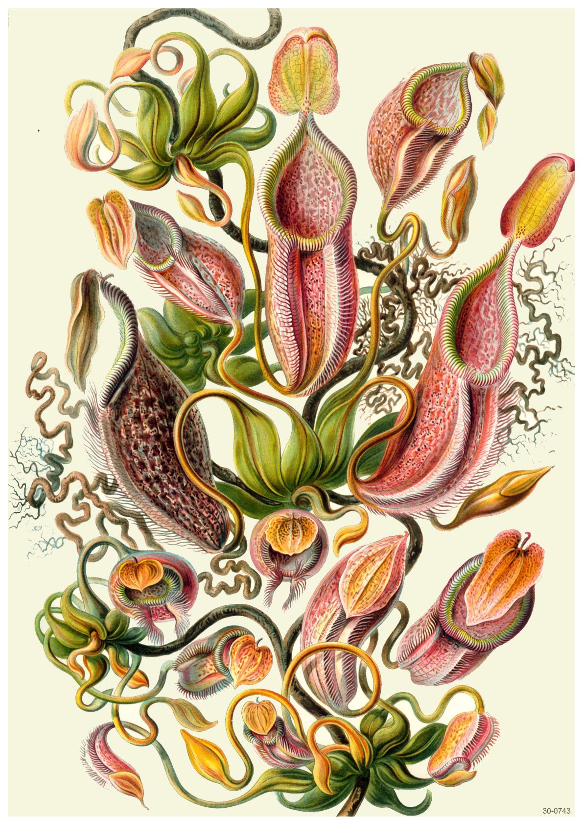 An intricate illustration features various brightly colored pitcher plants with bulbous, vase-like structures and curling tendrils. The plants display hues of pink, red, yellow, and green, with detailed textures and patterns. Tangled vines create a dense composition on 250gsm Satin Paper perfect for an A3 005 Botanical Study Nepenthes Melamphora.