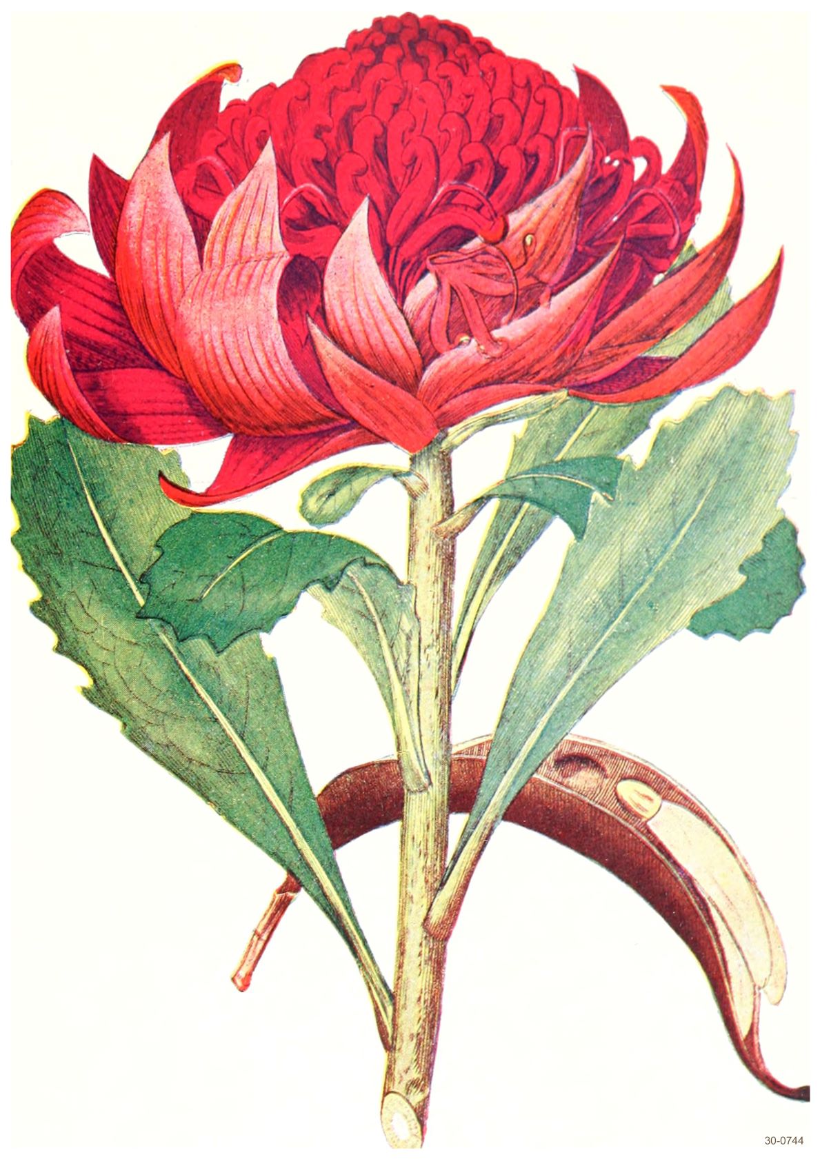 Illustration of a vibrant red flower with large petals and green leaves on a single stem. The flower has a bulbous, dense cluster of petals at its core. A brown curved pod-like structure is partially visible at the base of the flower, creating a stunning Botanical Studies Australian by Blue Dog Posters printed on high quality 250gsm Satin Paper.