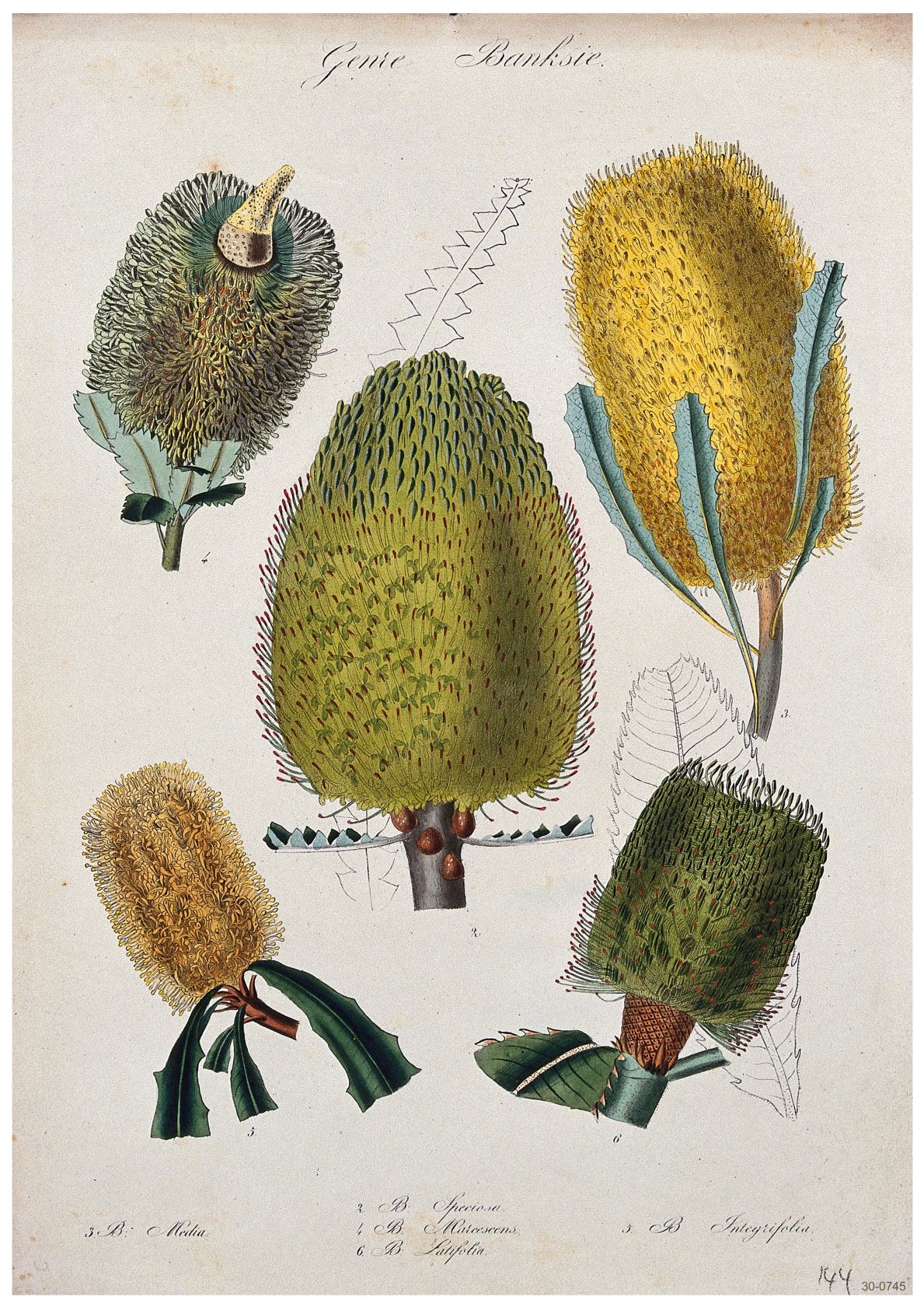 A botanical illustration of different species of the Banksia plant. The image depicts five detailed views of Banksia flower spikes and leaves, labeled with corresponding scientific names. The intricate artwork, rendered with fine lines and vibrant colors, is presented as a stunning Botanical Study Banksia by A3 006 on 250gsm Satin Paper.