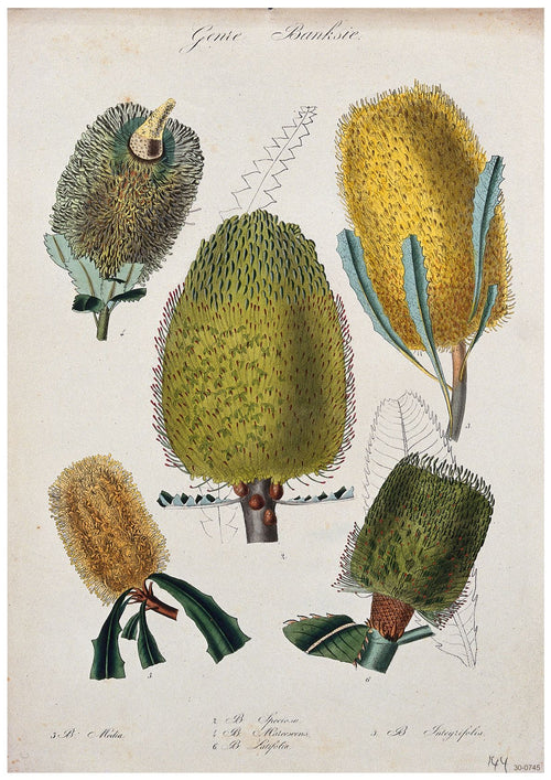 A botanical illustration of different species of the Banksia plant. The image depicts five detailed views of Banksia flower spikes and leaves, labeled with corresponding scientific names. The intricate artwork, rendered with fine lines and vibrant colors, is presented as a stunning Botanical Study Banksia by A3 006 on 250gsm Satin Paper.