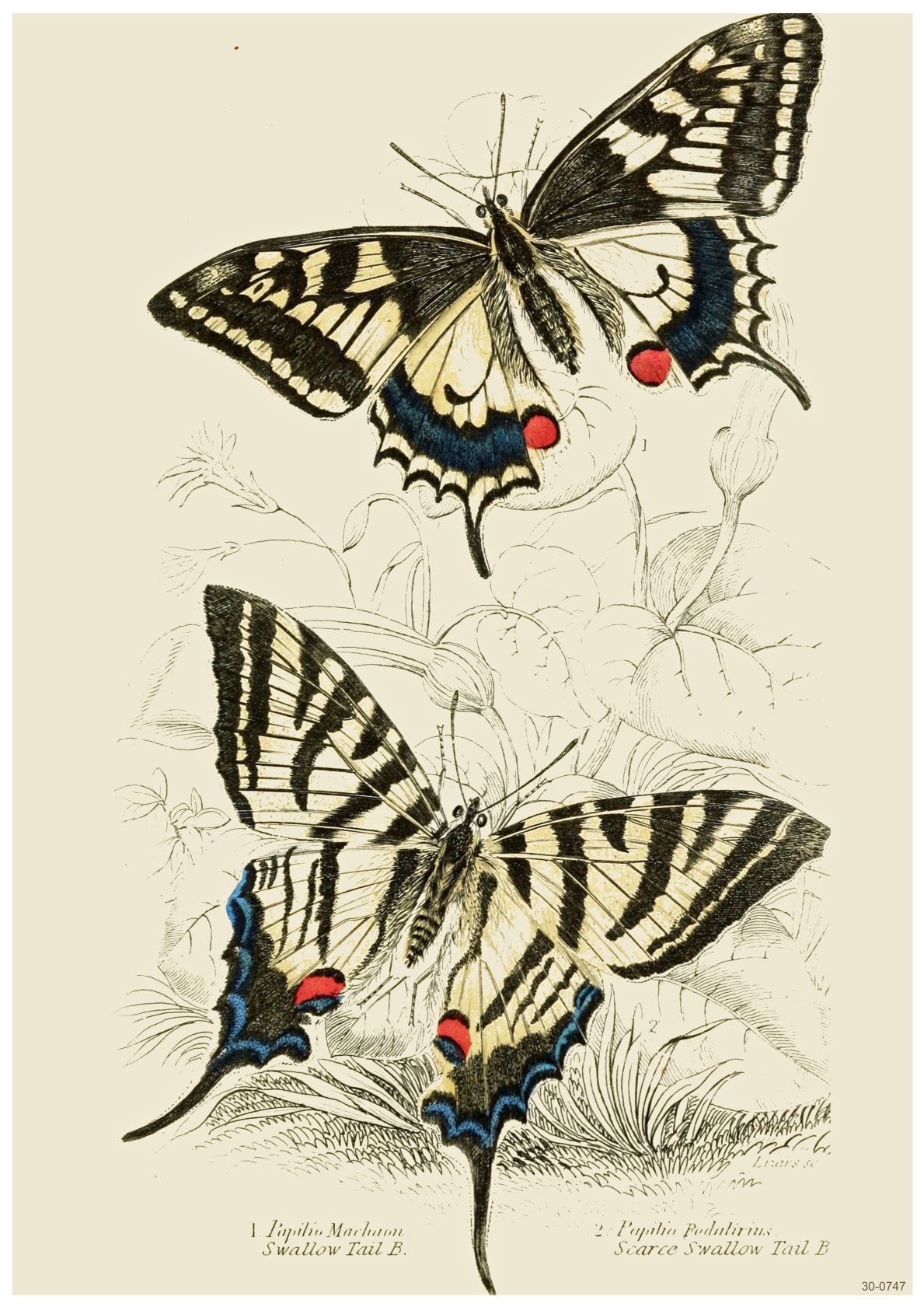 A vintage botanical illustration depicting two species of butterflies on high quality Satin Paper. The butterflies have intricate, colorful wings with black, yellow, red, and blue patterns. Detailed sketches of plants are in the background, enhancing the naturalist style of this creature themed A3 022 British Butterflies poster.
