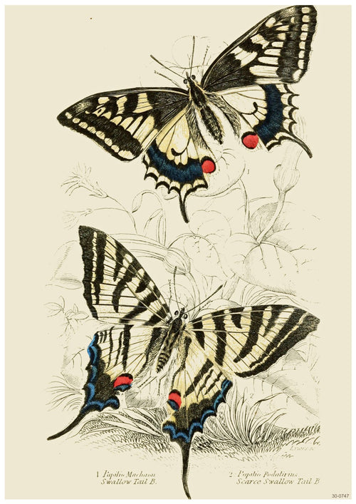 A vintage botanical illustration depicting two species of butterflies on high quality Satin Paper. The butterflies have intricate, colorful wings with black, yellow, red, and blue patterns. Detailed sketches of plants are in the background, enhancing the naturalist style of this creature themed A3 022 British Butterflies poster.